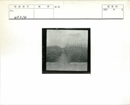 多云泥路绿植间.jpg
