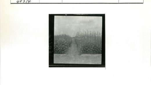 多云泥路绿植间.jpg