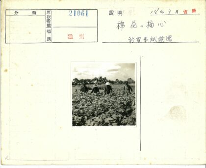 多云田野劳作植物树木.jpg