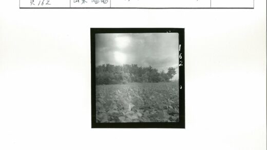 多云田野植被树线延伸.jpg