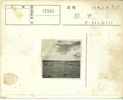 多云田野羊群吃草.jpg