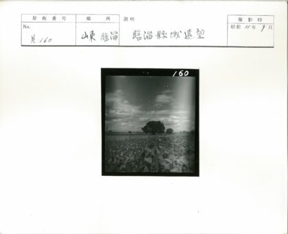 多云田野茂密植被地平线树木.jpg