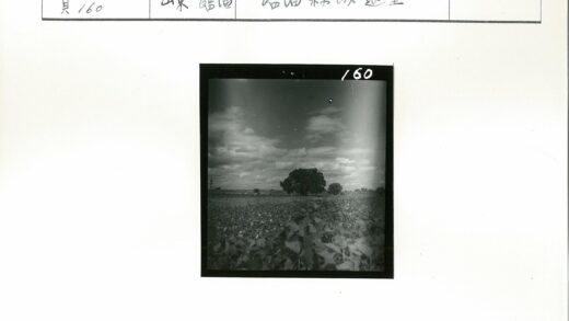 多云田野茂密植被地平线树木.jpg
