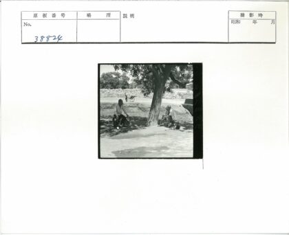 大树下马车与石墙.jpg