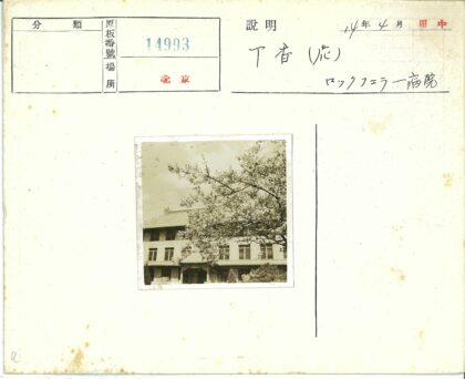 大树与多窗大楼.jpg