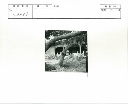 大树台阶老建筑风景.jpg