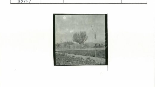 大树小径行人远山黑白风景.jpg