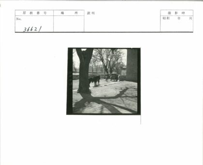 大树马车土路行人阴影.jpg