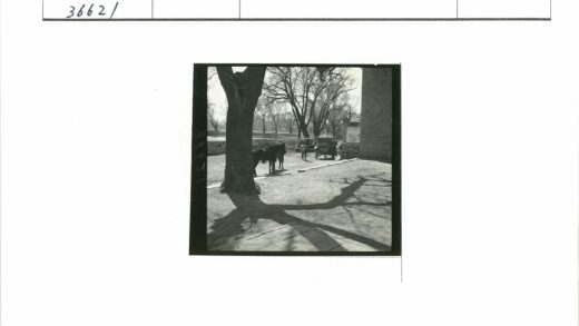 大树马车土路行人阴影.jpg