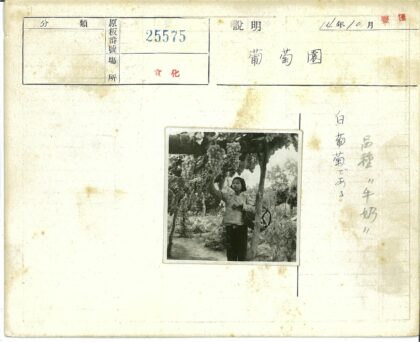 妇女采摘花园藤蔓葡萄.jpg