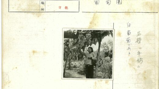 妇女采摘花园藤蔓葡萄.jpg