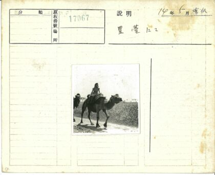 妇女骑骆驼穿行棕榈泥路.jpg