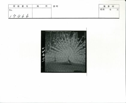 孔雀开屏与常春藤栅栏.jpg