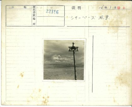 孤杆羊群旷野风光.jpg