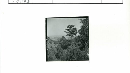 孤树丘陵与远山景观.jpg