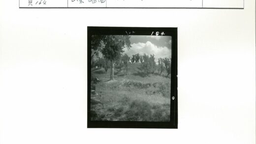 孤树山坡阴天黑白风景.jpg