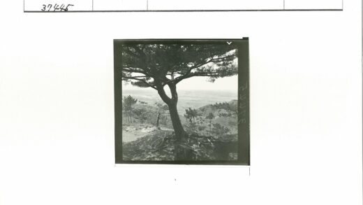 孤树岩石远眺群山.jpg