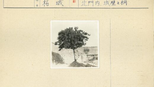 孤树荒原土路蜿蜒.jpg