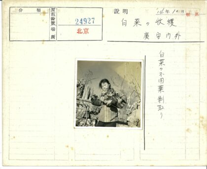 孩童与木车旁的绿叶蔬菜.jpg