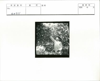 孩童森林摘果阳光照.jpg