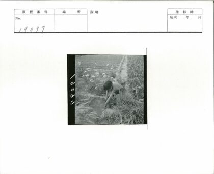 孩童溪边田野嬉戏图.jpg