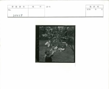 孩童花园摘鸟笼.jpg