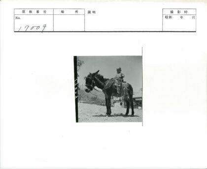孩童骑驴户外留影.jpg