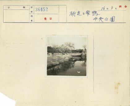 宁静公园池塘鸭影树色漫步.jpg