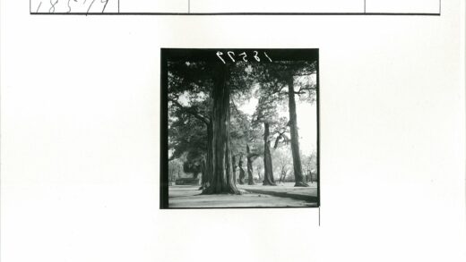 宁静公园秋日树林景观.jpg