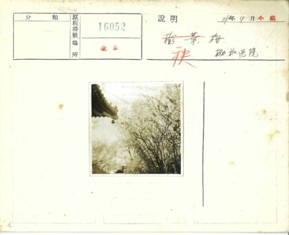 宁静庭院绿树掩映建筑细节.jpg