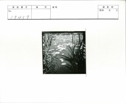 宁静池塘与睡莲草影.jpg