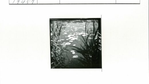 宁静池塘与睡莲草影.jpg