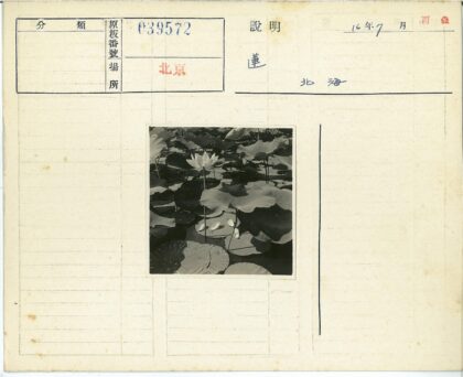宁静池塘盛开的睡莲.jpg