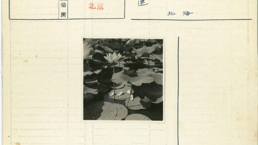宁静池塘盛开的睡莲.jpg