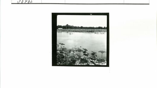 宁静池塘睡莲与林木倒影.jpg