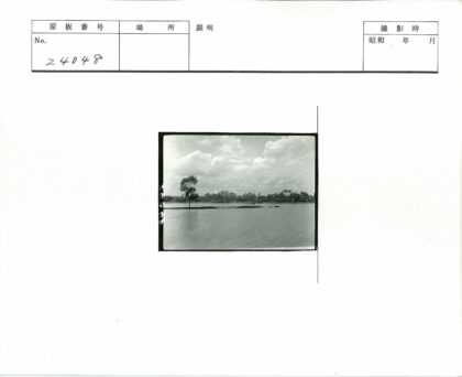 宁静湖畔孤树与森林.jpg