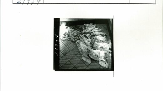 室内瓷砖地板上的动物尸体.jpg
