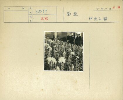 室内花园盛开鲜花美景.jpg
