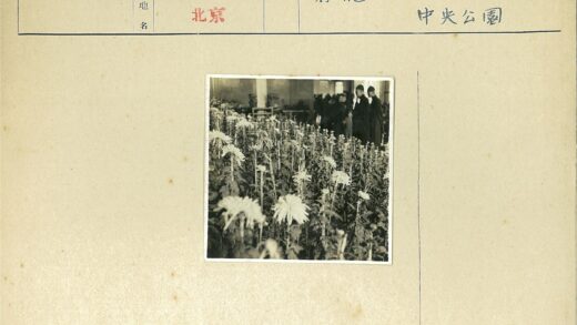 室内花园盛开鲜花美景.jpg