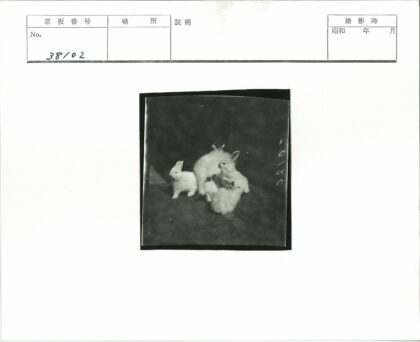 室内黑暗地面上的白兔群.jpg