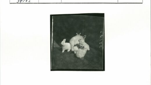 室内黑暗地面上的白兔群.jpg