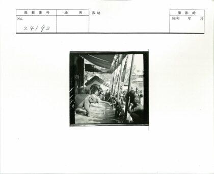 室外大象表演观众围观.jpg