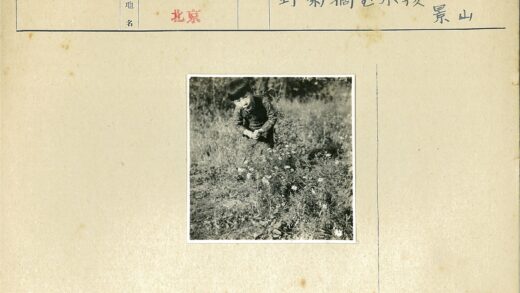 小孩野花草甸自然风景.jpg