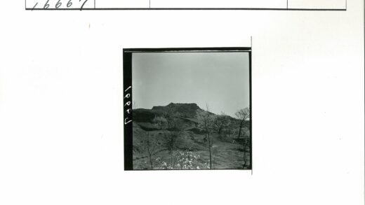 小山初春萌芽风景.jpg