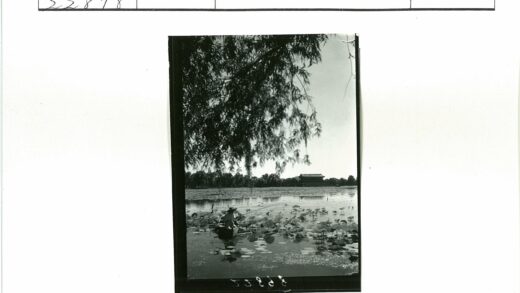 小船穿莲池望高楼.jpg