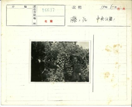 层叠花朵绿叶特写.jpg