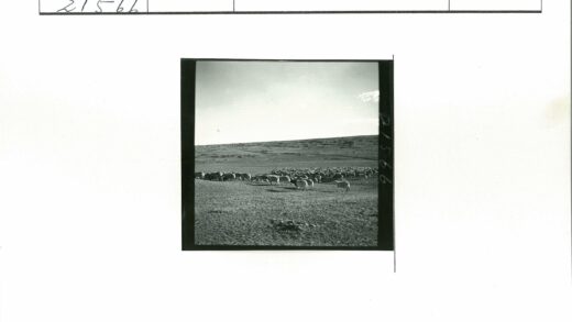 山坡羊群晴朗天空.jpg