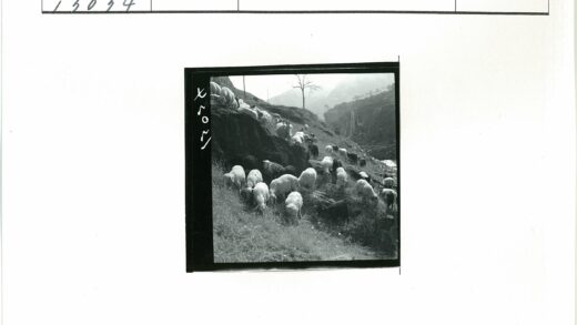 山坡羊群绿树瀑布风光.jpg
