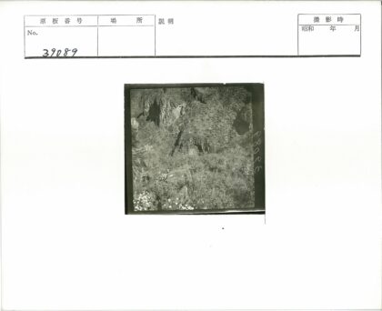 山崖岩石间盛开白花.jpg
