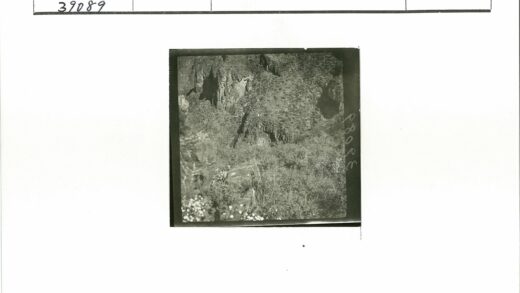 山崖岩石间盛开白花.jpg